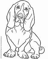 Coloring Dog Basset Hound Pages Visit sketch template