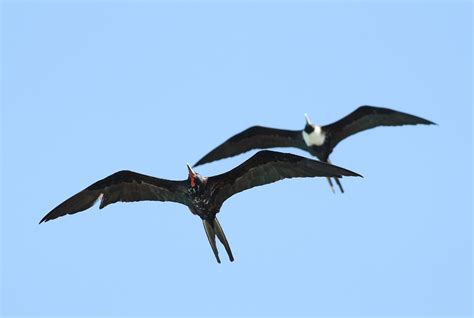 Magnificent Frigatebirds Determining Age And Sex By Alex