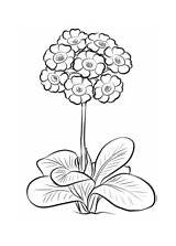 Coloring Auricula Alpine Pages Forget sketch template