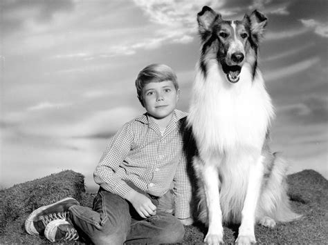 Lassie 50 S My Taste In Tv Shows Pinterest