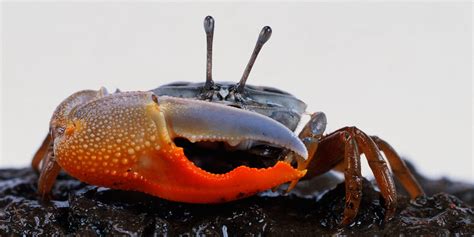 fiddler crabs   giant claw    fs fightin  flirtin wired