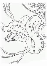 Schlange Coloring Malvorlagen Snake Ausmalbilder Zum Ausmalen Pages Choose Board sketch template