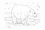 Coloring Kids Bear Polar sketch template