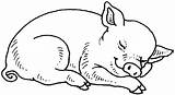 Cerdos Cerdo Cochon Dibujo Animales Animaux Cochons Durmiendo Porc Chancho Puerco Ferme Porcelets Marrano Maialini Cochino Mamiferos Coloriages Colorir Imprimer sketch template