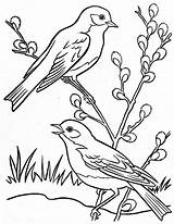 Coloring Bird Para Colorir Pages Springtime Bonnie Drawings Riscos Desenhos Animais Meus Animal Outline Spring Pintar Pássaros Book Aves Adult sketch template