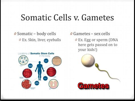 pin by hannah benke on college yo body cells somatic cell place