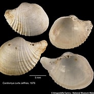 Afbeeldingsresultaten voor "cardiomya Costellata". Grootte: 184 x 185. Bron: naturalhistory.museumwales.ac.uk