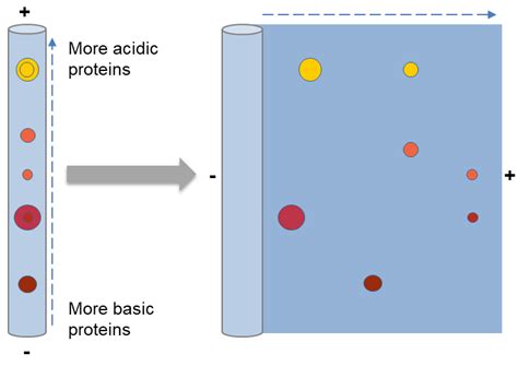dimensional gel electrophoresis  de creative proteomics blog