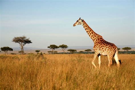 de  beste plaatsen om wild te zien  zuid afrika