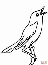 Usignolo Ausmalbild Rouxinol Nightingale Cantando Nachtigal Singende Uccelli Canta Vogel Singender Printmania Supercoloring Lusignolo sketch template