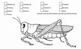 Grasshopper Anatomy External Coloring Libretexts Back sketch template