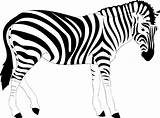 Zebra Clipart Outline Realistic Clip Animal Illustration Drawing Pixabay Lion Africa Striped Stripes Wild Openclipart Desenho Stripe Vector Onlinelabels Library sketch template