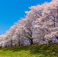 背割り桜 京都 に対する画像結果.サイズ: 188 x 185。ソース: caede-kyoto.com