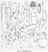 Hepaticae Bryophyta Britain Ireland sketch template