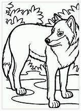 Wolf Coloring Pages Kids Color Print Printable sketch template