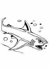 Haaien Dieren Ausmalbilder Haai Haie Animaatjes Requin Bubbels Malvorlagen Attaque Malvorlagen1001 Malvorlage sketch template