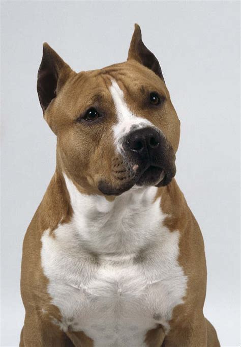 dog cute dog differences   staffordshire bull terrier   american staffordshire
