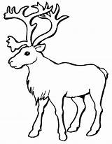 Caribou Coloriage 1540 Animaux sketch template