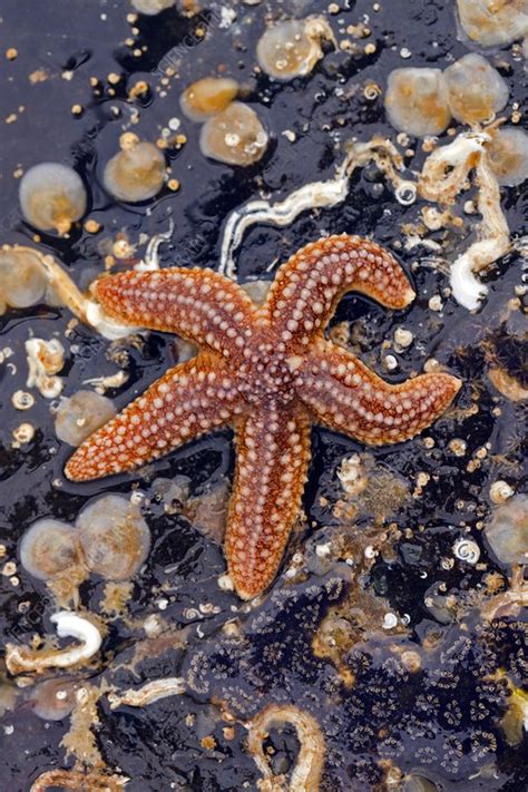 common starfish stock image  science photo library