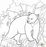 Bear Coloring Pages Kermode American Print Bears Colouring Printable Color Drawing Popular sketch template