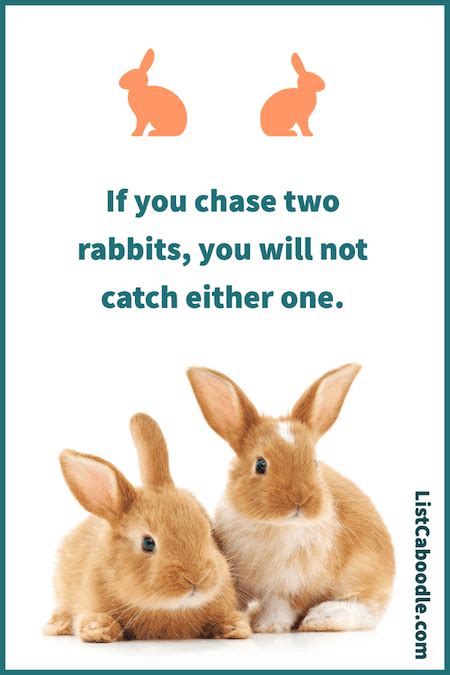 rabbit quotes  captions     hopping