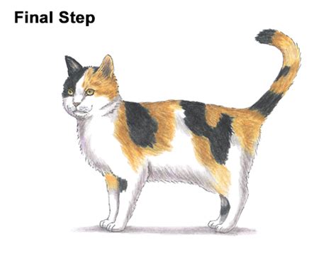 draw  cat calico video step  step pictures