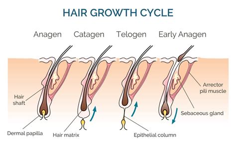 hair growth cycle stages    means   kiierr