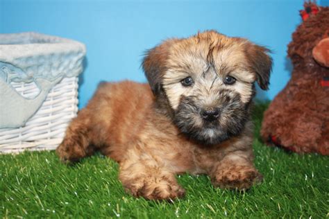 soft coated wheaten terrier puppies for sale long island puppies