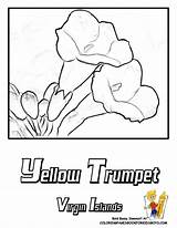 Coloring Pages Flower Yellow Island Virgin Islands Oregon Trumpet Yescoloring Color Flowers Designlooter Choose Board Hibiscus sketch template