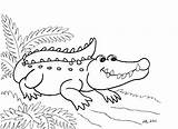 Alligator Coloring Pages Baby Getcolorings sketch template