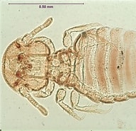 Afbeeldingsresultaten voor "corycaeus Limbatus". Grootte: 192 x 185. Bron: phthiraptera.myspecies.info