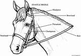 Horse Coloring Pages Bridle Horses Drawing Printable Clipart Colouring Anatomy Stall Book Print Head Bridles Bit Seabiscuit Getdrawings Clipground Popular sketch template