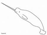Coloring Whales Narwhal Pages sketch template