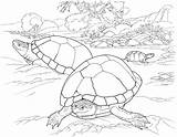 Coloring Pages Desert Turtle Tortoise Animals Turtles Animal Printable Color Kids Southwest Deserts Reptile Timid Sandy Lives Beach Main Eggs sketch template
