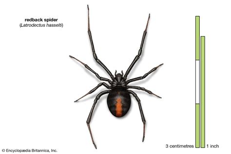 worlds deadliest spiders britannica