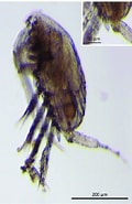 Afbeeldingsresultaten voor "parvocalanus Crassirostris". Grootte: 120 x 185. Bron: www.researchgate.net