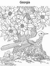 Coloring Pages State Bird Kidzone Ws Printable Flower Detailed Geography Adults Georgia Both Usa sketch template