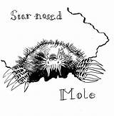Mole Eastern Coloring Color Animals Pages sketch template