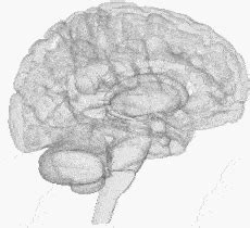 anatomie van de hersenen  kader tot hersentumor gevaar