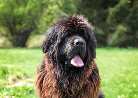 popular large dog breeds stacker