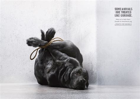 foundation tier im recht launches  campaign  animal cruelty