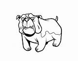Bulldog Inglese Colorare Disegno Perros Cani Acolore Utente Registrato Colorato Registrado Pintar Inglés sketch template