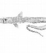 Afbeeldingsresultaten voor "halosaurus Johnsonianus". Grootte: 160 x 129. Bron: www.fishbase.se