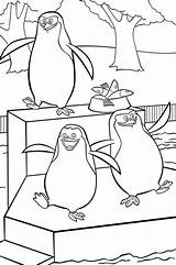 Coloring Pages Penguins Madagascar Penguin African Zoo Pdf Adventures Funny Getcolorings Scene Animals Comments sketch template