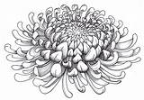 Flower Colouring Chrysanthemum Card sketch template