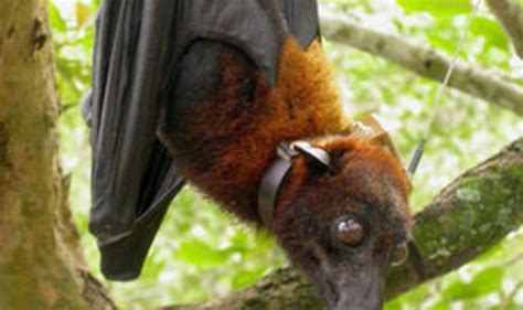 world s biggest bat in threat of extinction express yourself