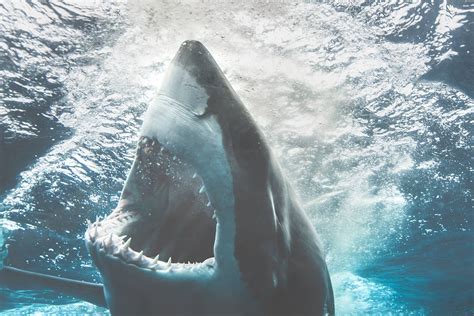 unfassbare daten gigantischer weisser hai gefangen maennersache