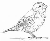 Sparrow House Coloring Drawing Pages Draw Kids Printable Bird Drawings Sparrows Tutorials Supercoloring Step Sketch Beginners Color Select Crafts Category sketch template