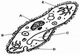 Paramecium Review Protists Label Sheet Chapter Euglena Ameba Spirogyra Worksheets Exam Final Biology Biologycorner Questions Guide sketch template