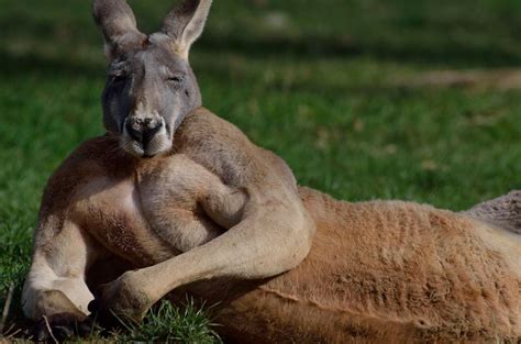 one big tough red kangaroo at cleland conservation park